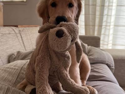 s:災害時に役立つ！愛犬との避難グッズと防災の心得