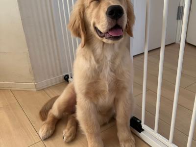 愛犬のかわいい写真を撮るコツ！スマホでも簡単プロの仕上がり